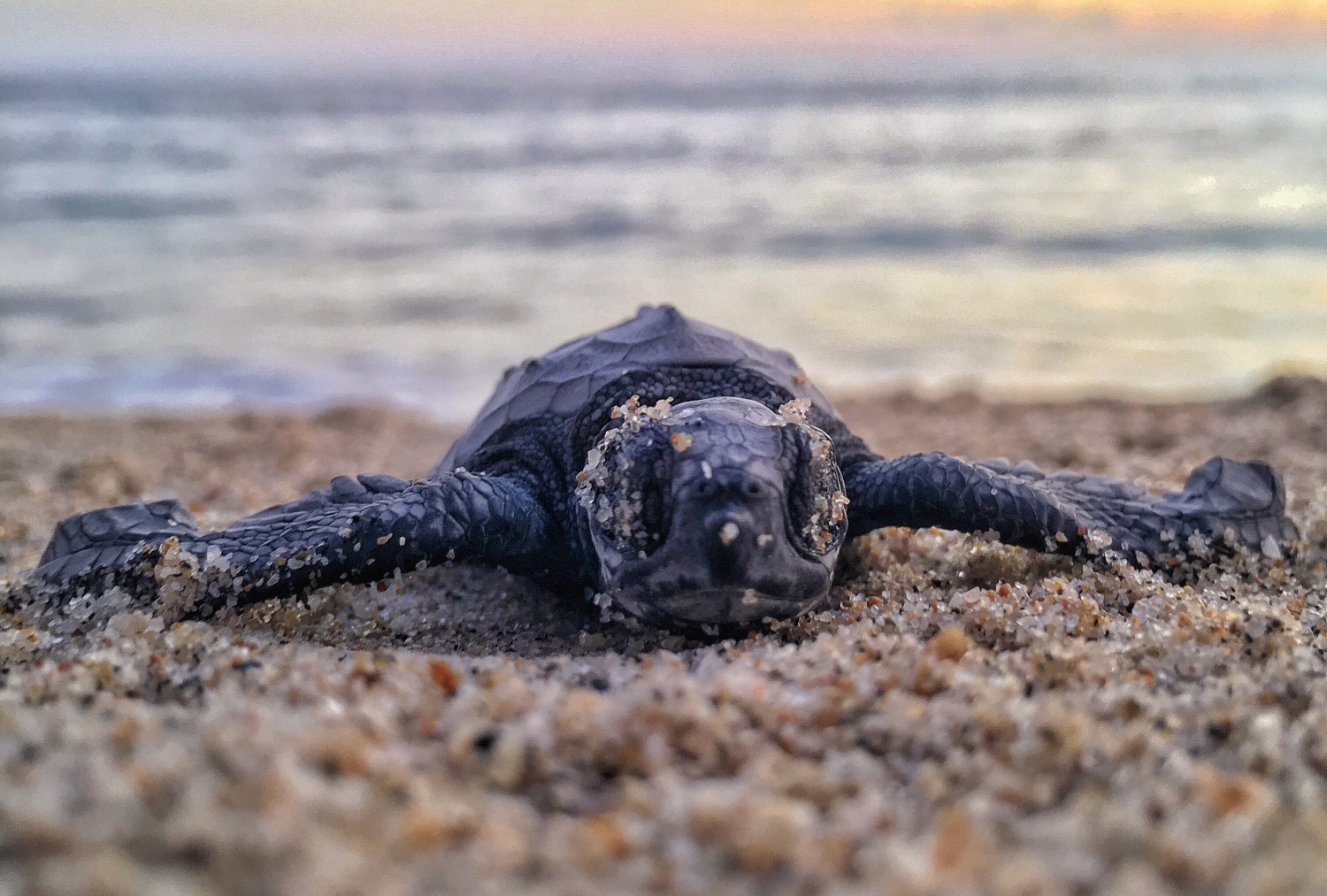 turtle release puerto escondido